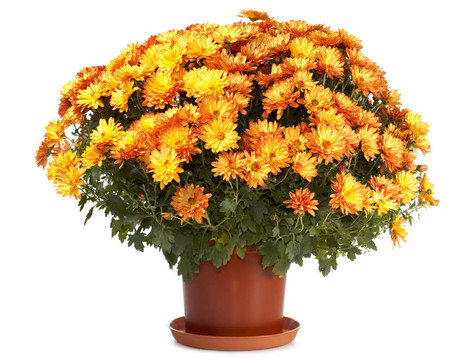 Chrysanthemums在花盆