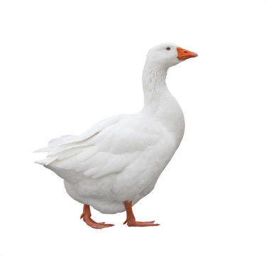家鵝