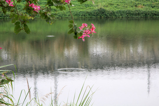 湖景