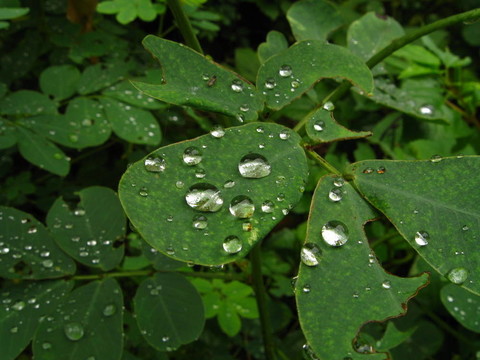 水葉