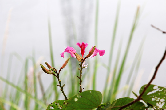 紫荊花