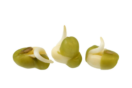 綠豆芽