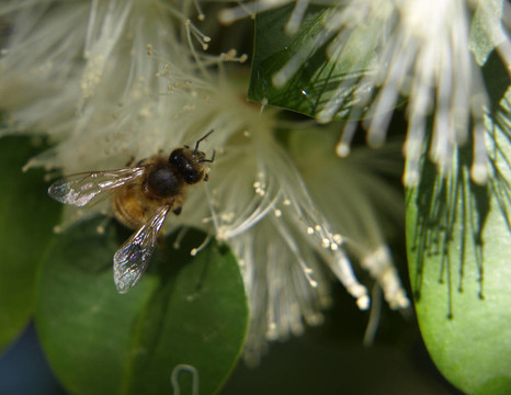 蜜蜂