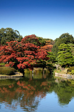 秋天的池塘和花園