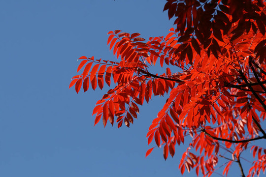 紅色的葉子
