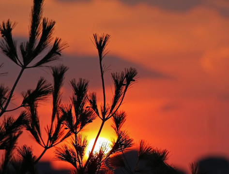 夕陽(yáng)穿過松林