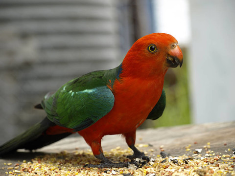 parrot Alisterus scapularis國王