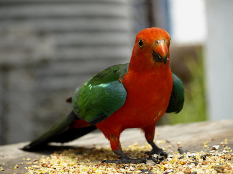 parrot Alisterus scapularis國王