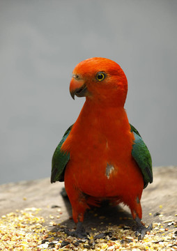 parrot Alisterus scapularis國王