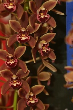 蘭花