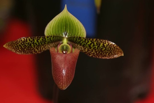蘭花