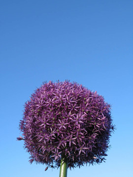 紫色的花和藍(lán)色的天空