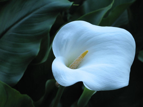 百合花和綠葉