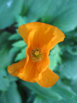 小橙花特寫