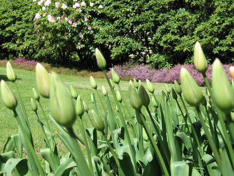 綠色郁金香花園