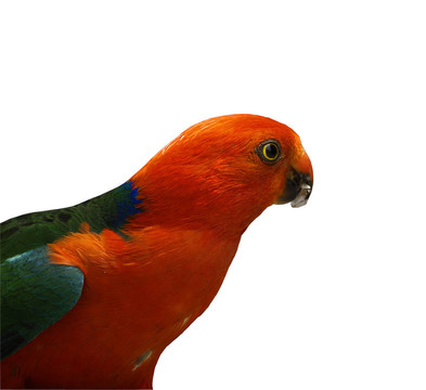 parrot Alisterus scapularis王的分離
