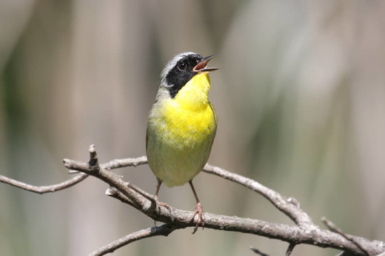 常見的Yellowthroat（Geothlypis trichas）