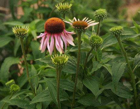 紫色的Cone Flower