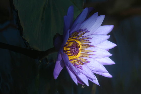 水百合