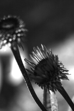 紫錐菊的B / W