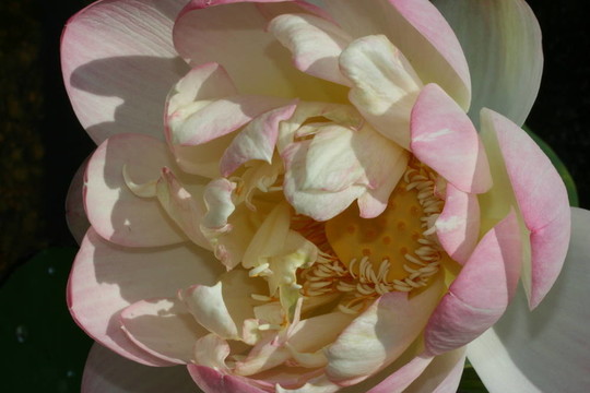 蓮花