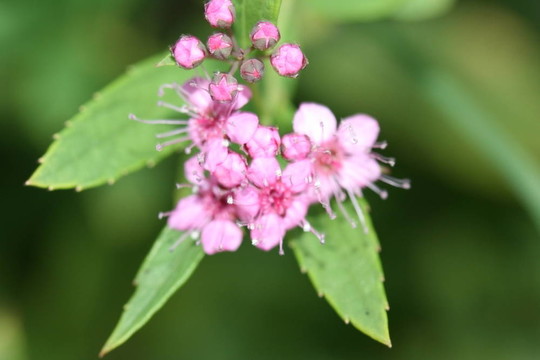 櫻花