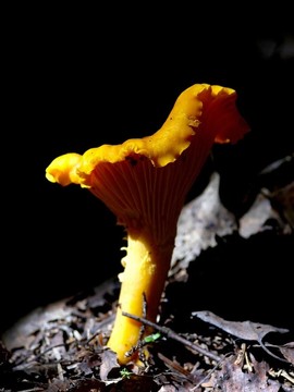 Chanterelle。木蘑菇。