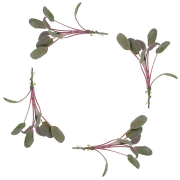 紫鼠尾草