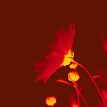 花
