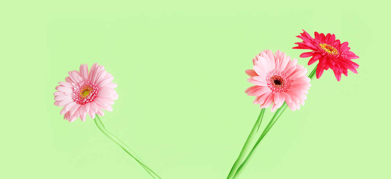 粉色非洲菊