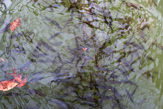 噸魚