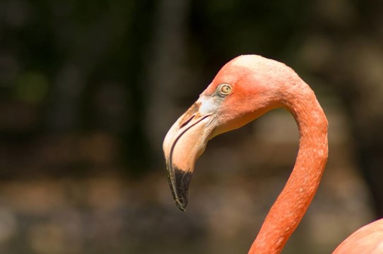 加勒比火烈鳥