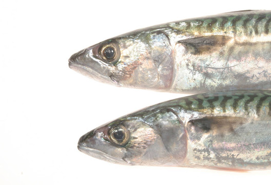 頭兩鯖魚(yú)