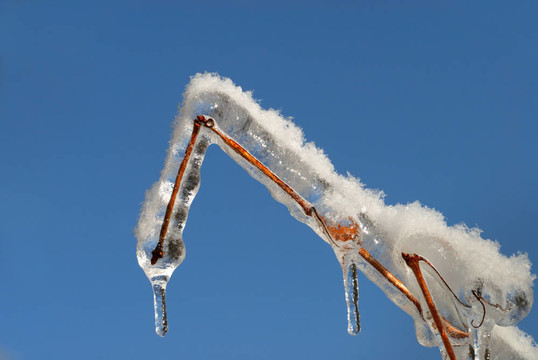 冰雪覆蓋的樹枝