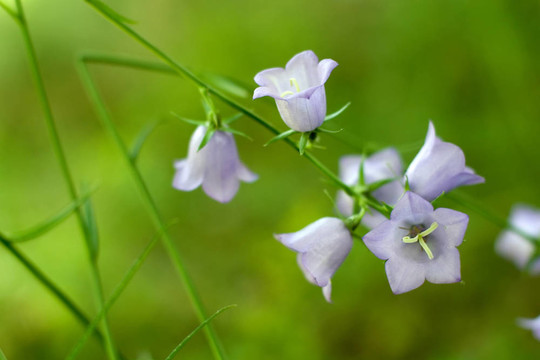 風(fēng)鈴草flowres