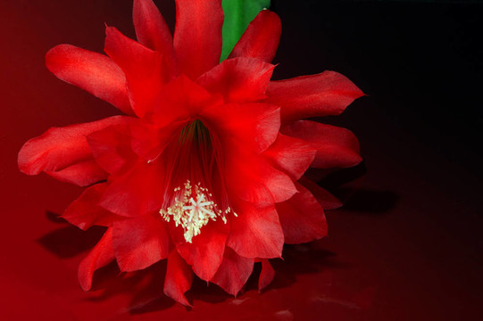 仙人掌開花