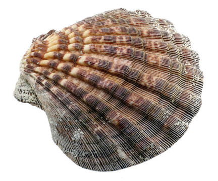 貝殼