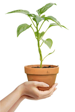 人類(lèi)手拿著白色背景上生長(zhǎng)的植物