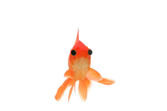大眼睛逗金魚