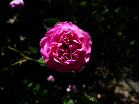 薔薇花