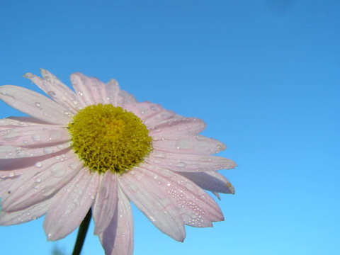甘菊在背