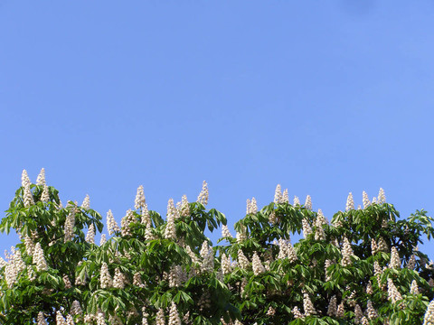 風(fēng)化chinquap