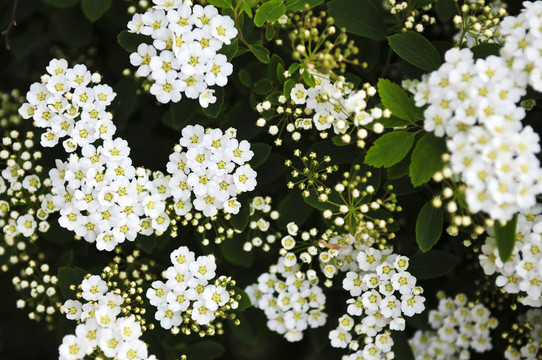 新娘花環(huán)灌木花