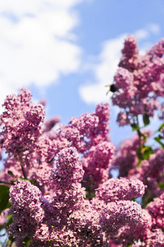 丁香花