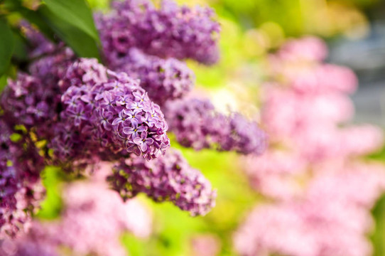 丁香花