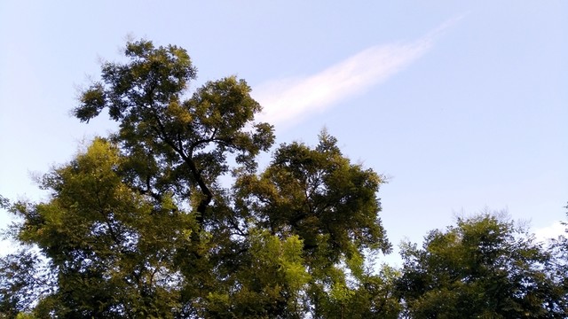 藍天下的槐樹