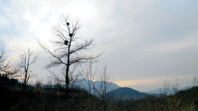 樹