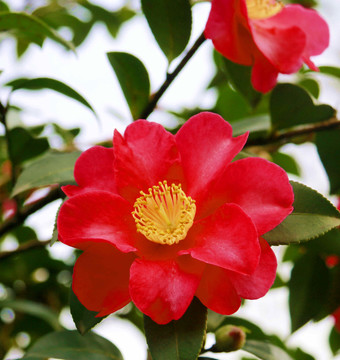 茶花