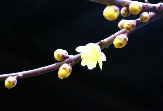 臘梅花