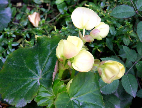 花草